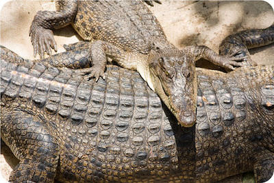 Crocodile scales are made out of tough keratin that guards against injury and loss of water.