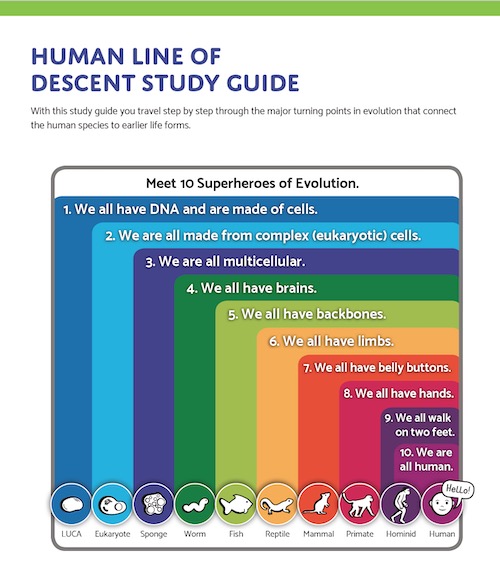 Human Line of Descent