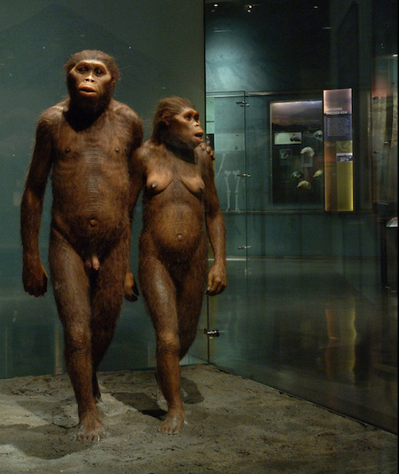 Reconstruction of a hominid like Lucy and a male companion.