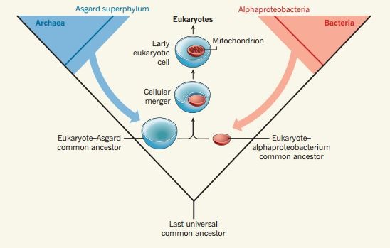 Two cells merge