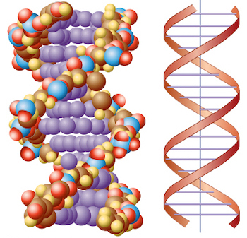 dna