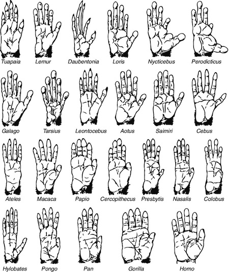 Some of the many different types of hands in the world of primates