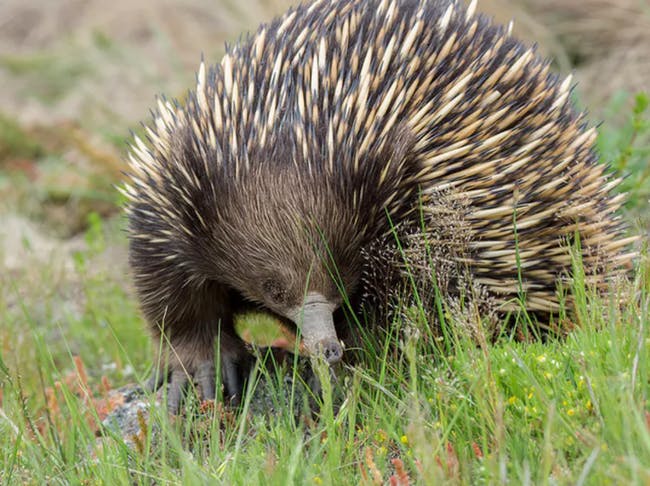 Echidna quills are actually modified hairs
