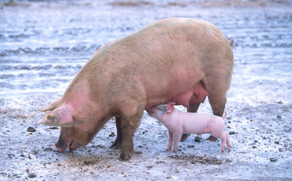 Piglet feeding... while mama does, too!