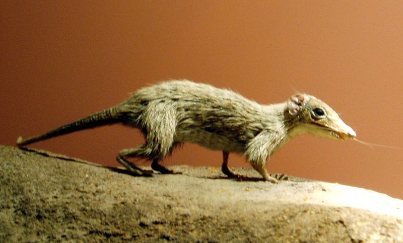 Megazostrodon, one of the earliest true mammals, only came out at night in order to avoid dinosaurs.