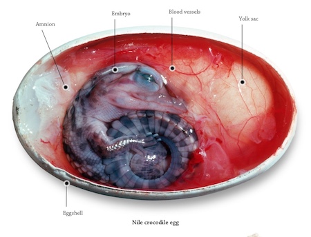 Nile crocodile embryo