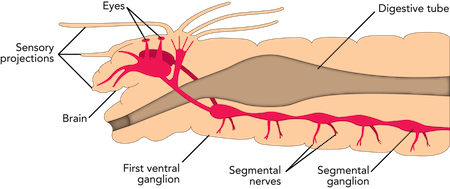 Nervous system of a polychaete worm indicating its primitive “eye spots.”