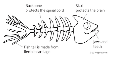 Basic anatomy of a typical fish