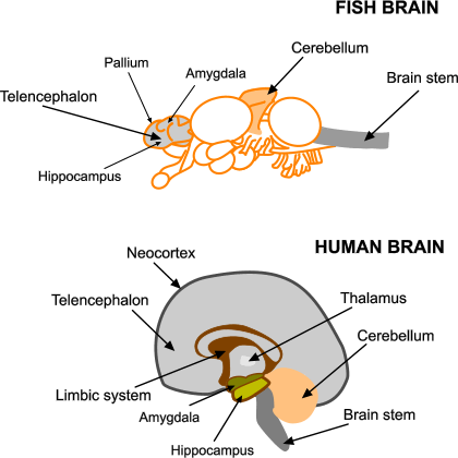 Fish brains are similar to our own in their basic components