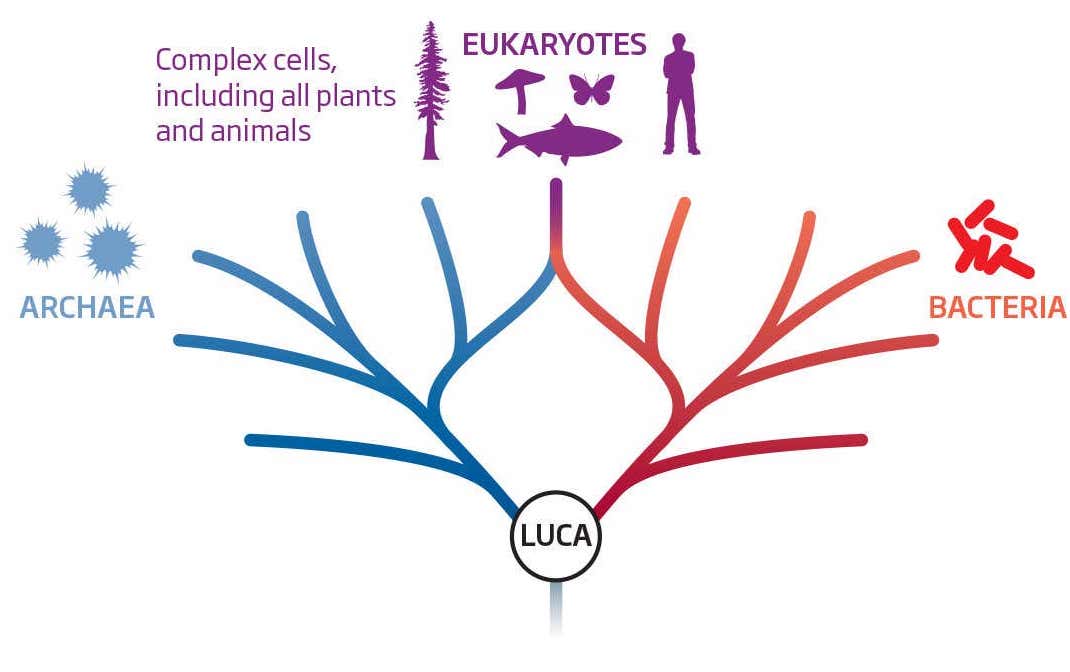 family tree