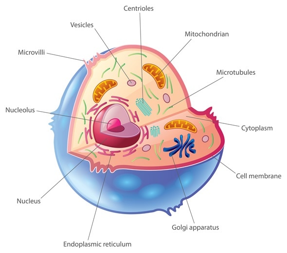 Organelles