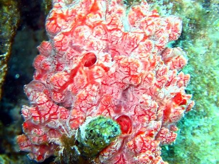 Sponges come in all kinds of lumpy shapes