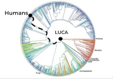 All Roads Lead to LUCA